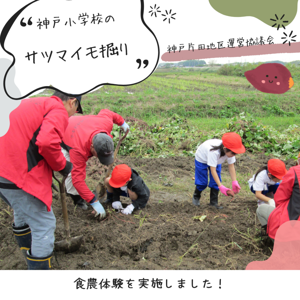 サツマイモ収穫体験　津市立神戸小学校